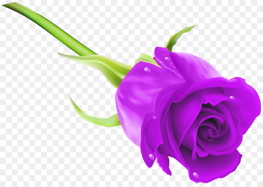 Màu xanh Hoa hồng Clip nghệ thuật - cánh hoa