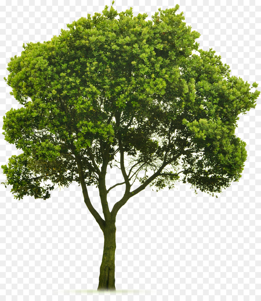 Baum Richtfest Landschaftsbau Rasen-clipart - Bäume