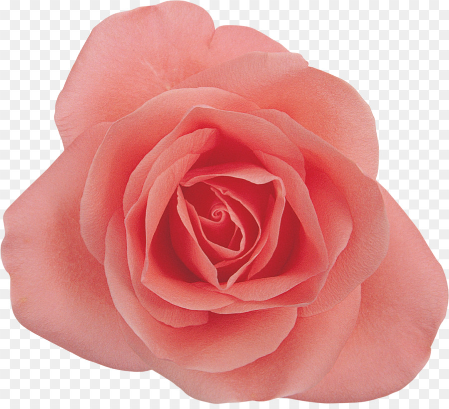 Centifolia rose, fiori recisi, rose da Giardino Fotografia - rosa
