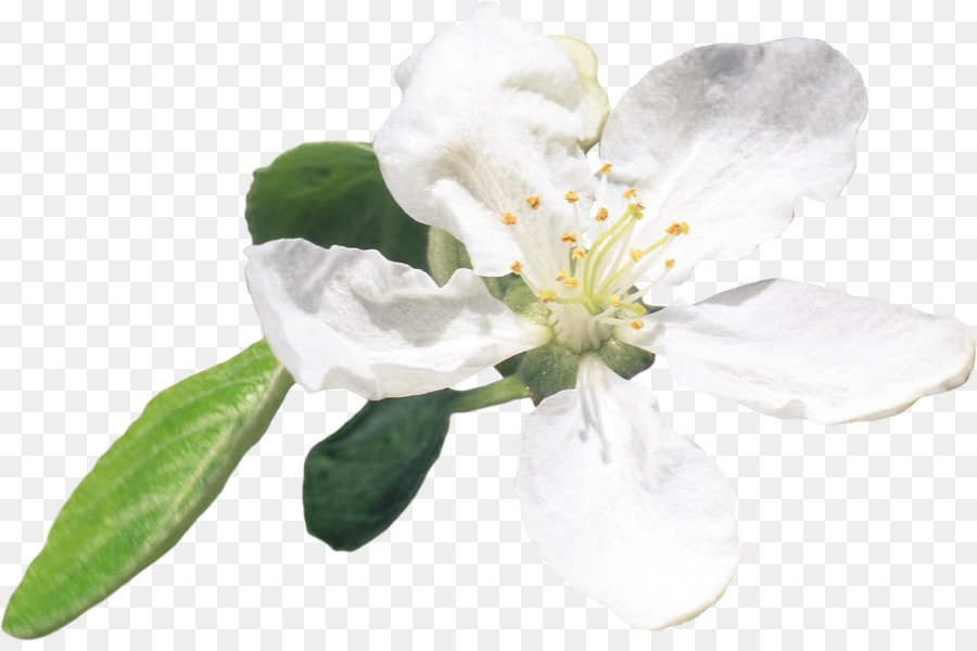 Fiore Pianta di Mele Clip art - fiore