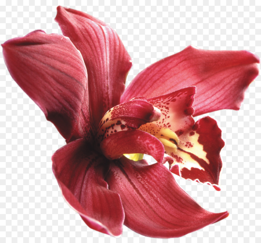 Màu Tím Lan Hoàng Lan Hoa Embryophyta - phong lan