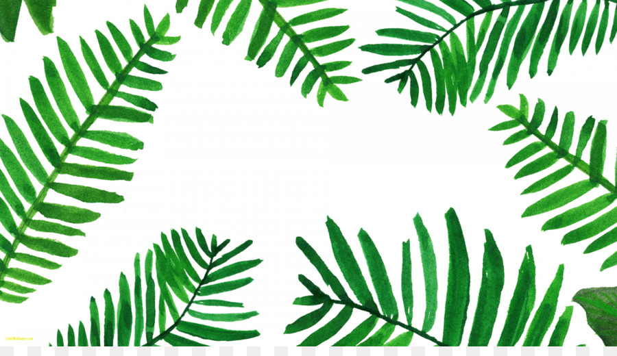 Sfondo del Desktop ramo di Palma Foglia Arecaceae Computer Desktop - foglie di palma