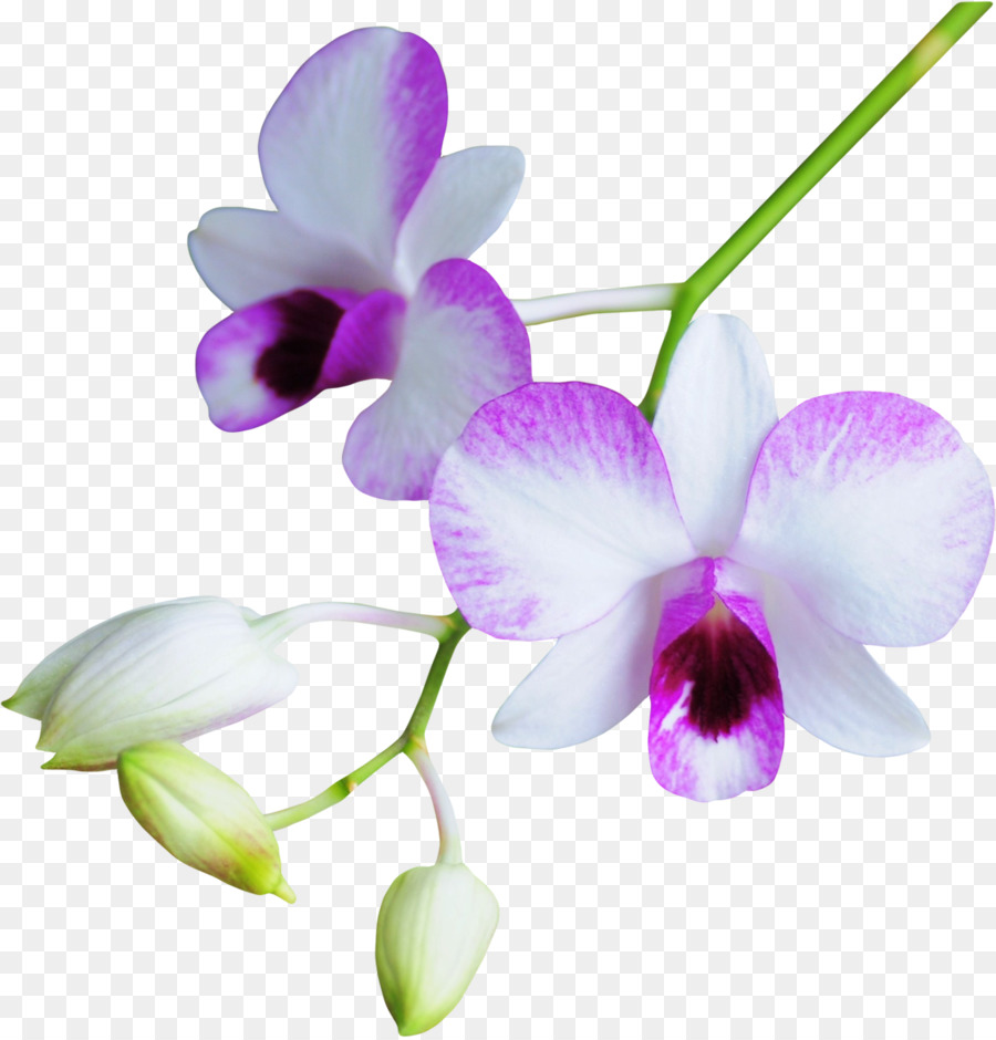 Blumen Orchideen - Blüte