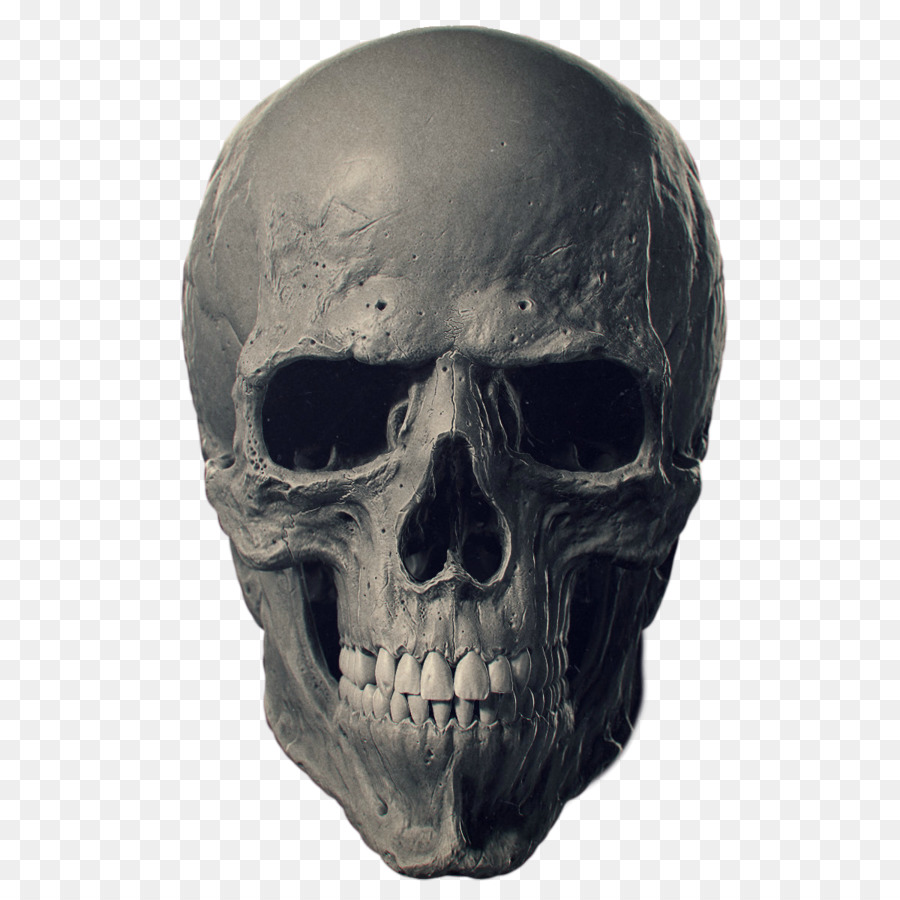 Tier-Schädel-Knochen Menschliches Skelett - Schädel