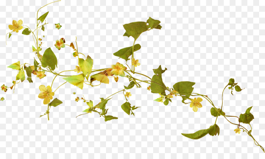 Viola Viola Clip art - acquerello foglie