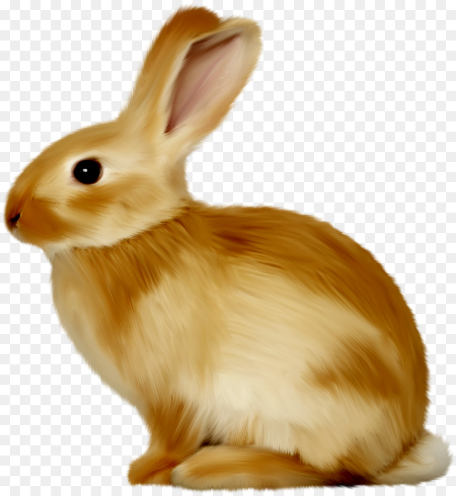 Easter Bunny Hare Thỏ Clip nghệ thuật - động vật