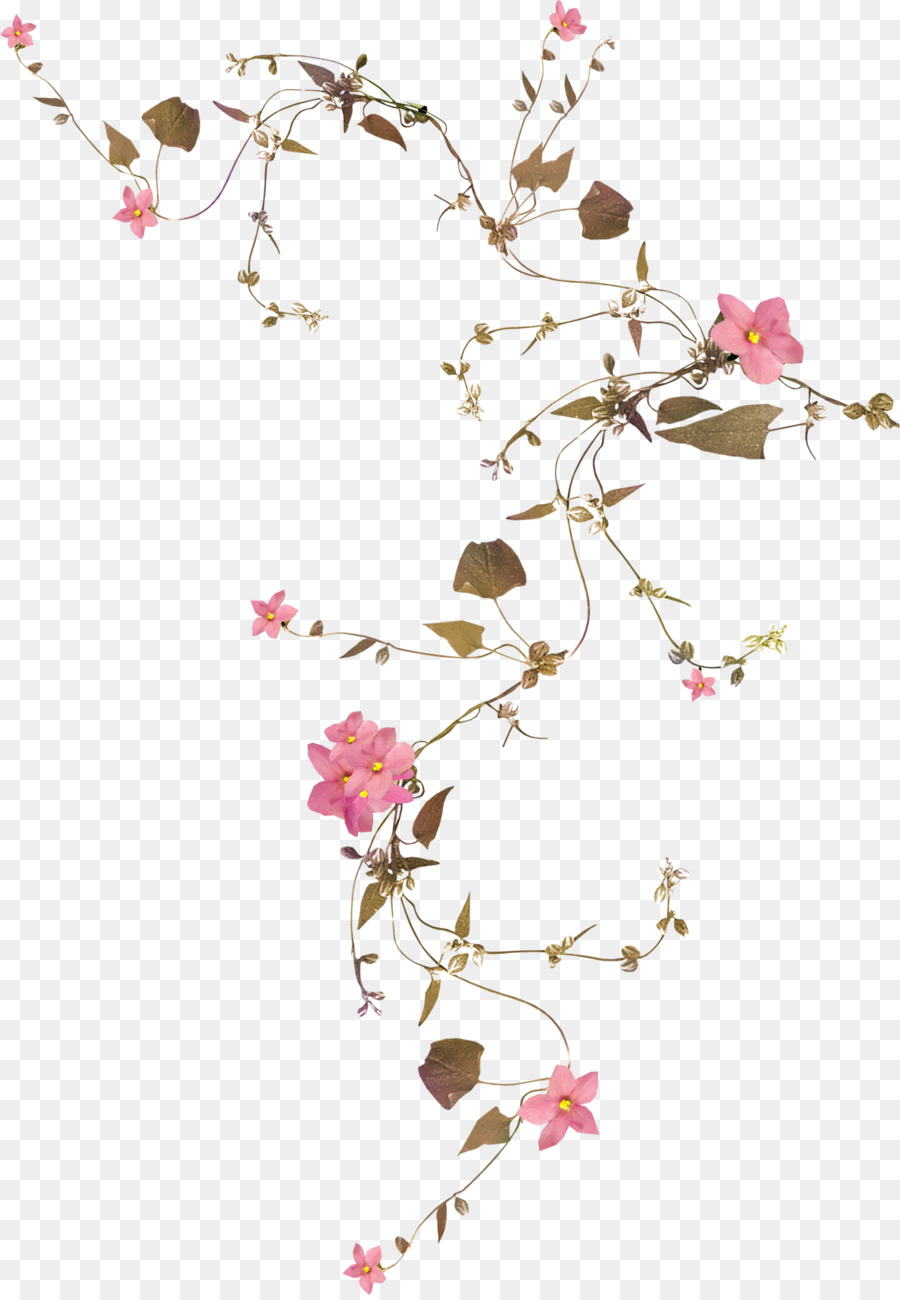 Fiore Di Vigna Rosa Disegno - botanico