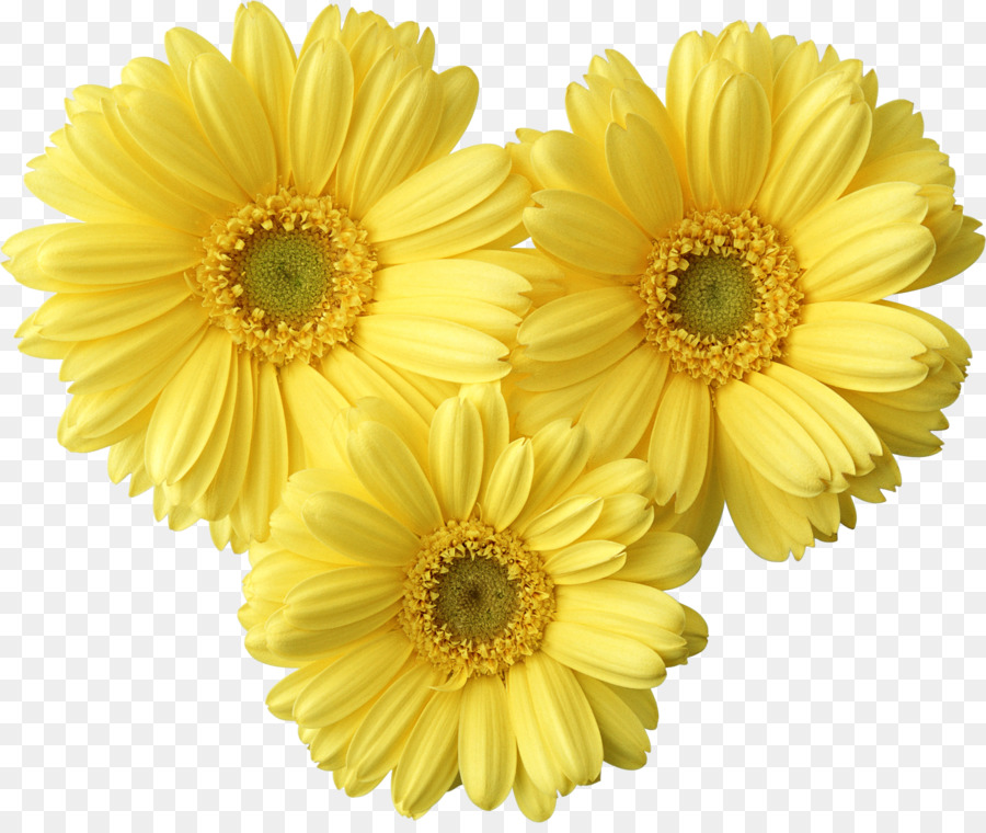 Hoa màu Vàng Chung daisy Clip nghệ thuật - hoa