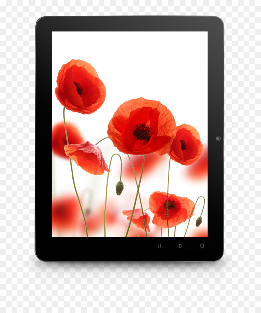 Papavero Desktop Wallpaper Android risoluzione del Display - anemone