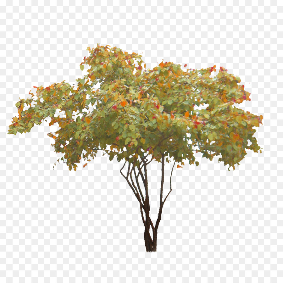 treelet Tracciato di ritaglio Shadbush - acquerello albero