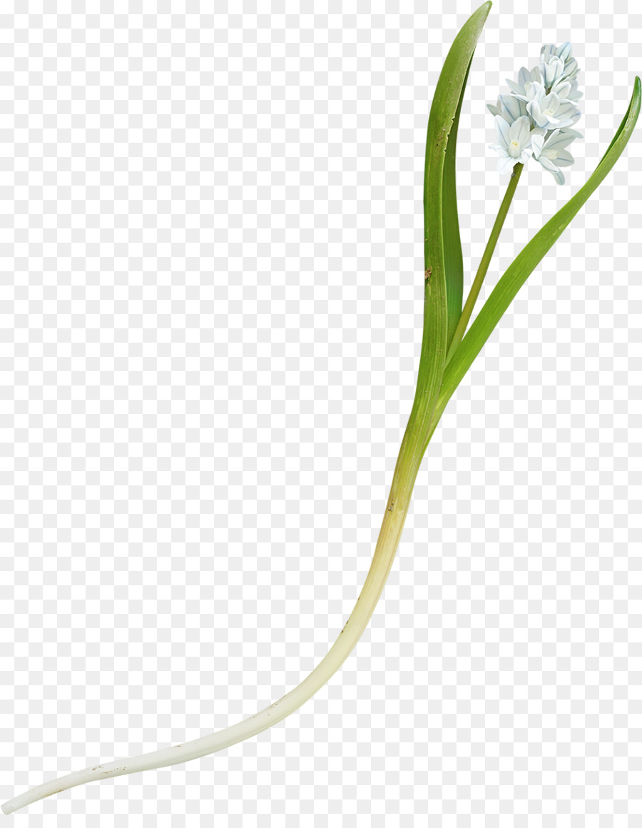 Erbe pianta a Fioritura staminali Vegetali - fiore bianco