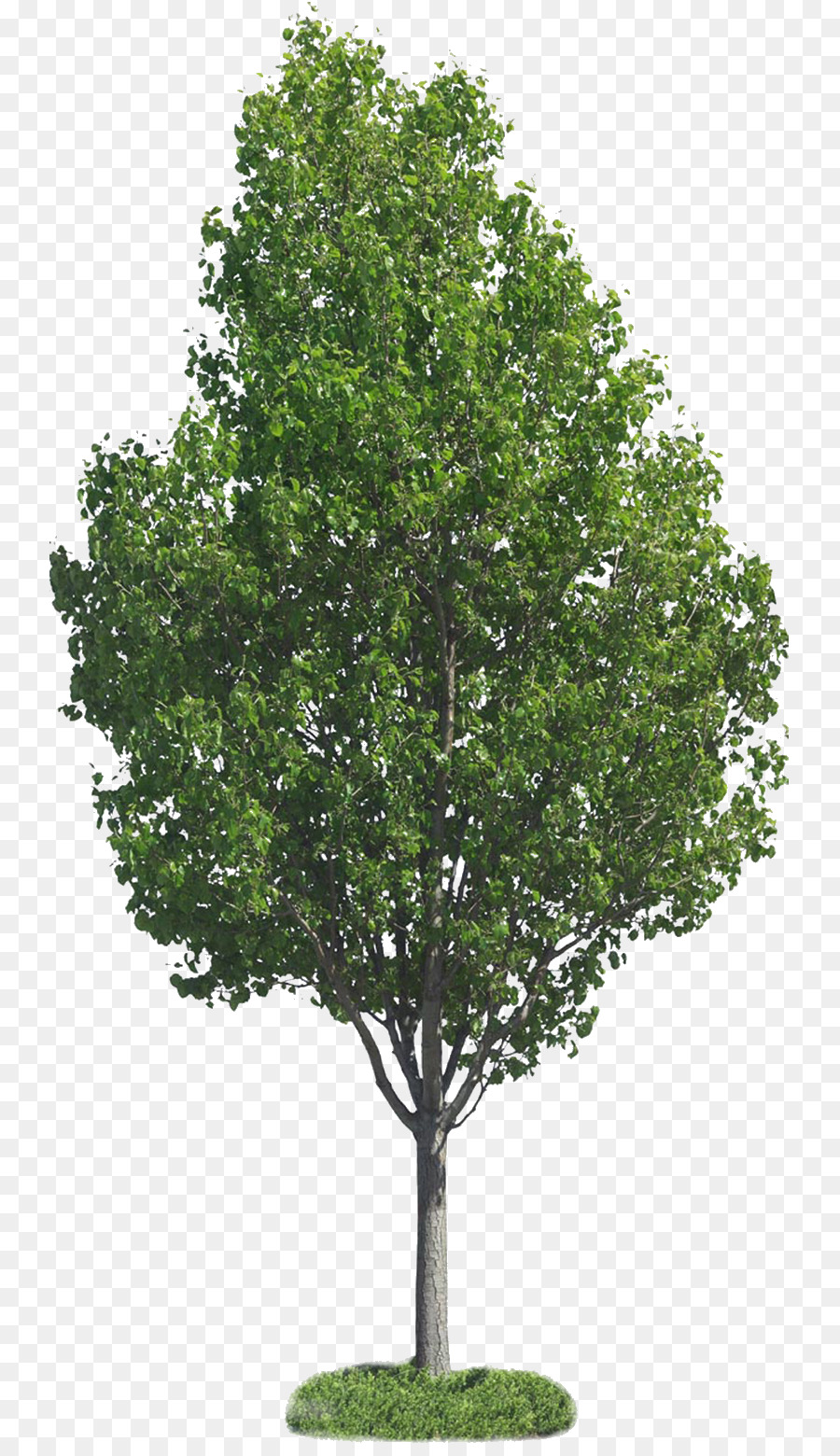 Albero Clip art - alberi