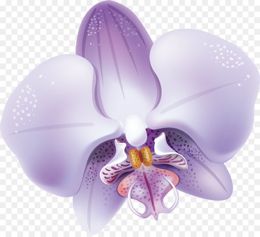 Moth Orchideen Blume Violett Clip-art - Orchidee