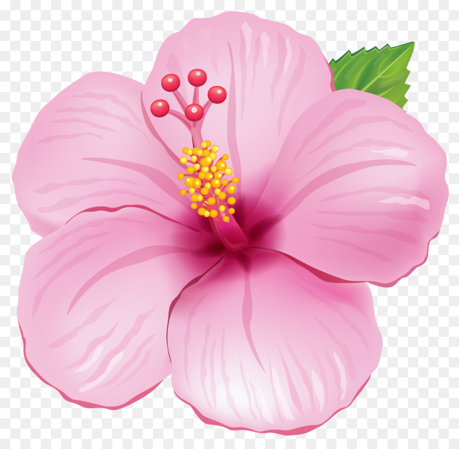 Fiore Rosa Clip art - conchiglia