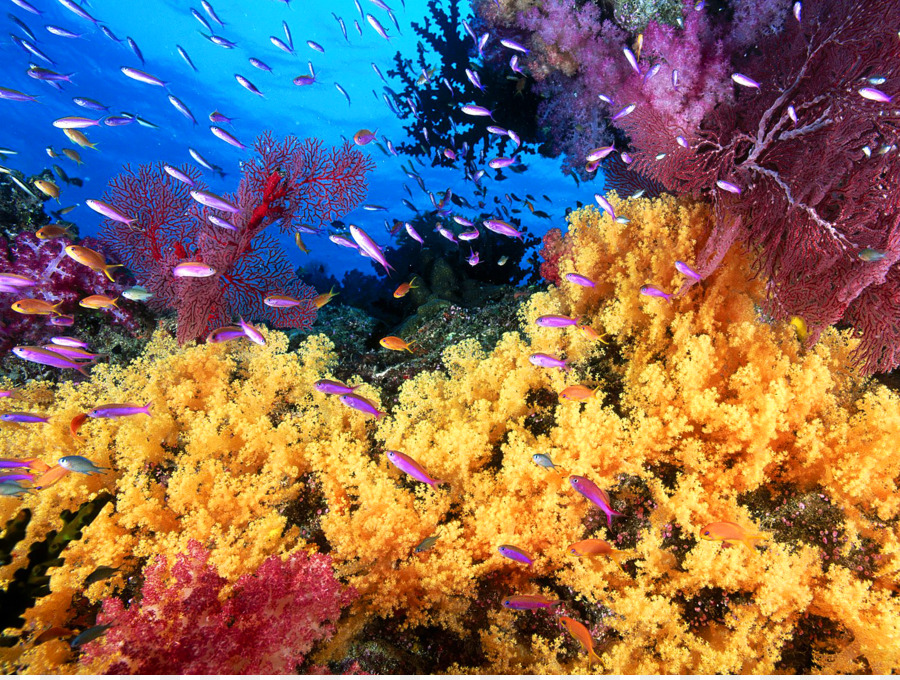 Grande Barriera Corallina, Cairns Coralli della barriera corallina del Mar Indo-Pacifico - corallo