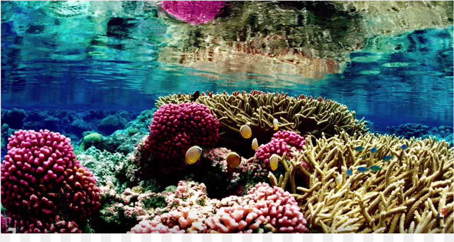 Great Barrier Reef Korallen Riff-Korallen-bleichen der Globalen Erwärmung - Coral