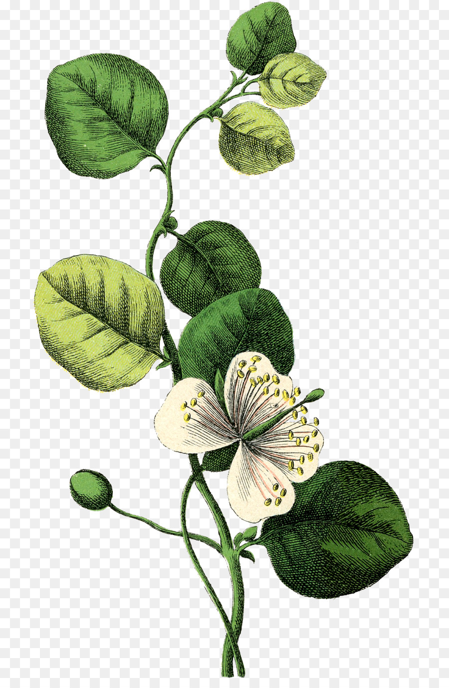 Hochzeit, Einladung, Blume, Botanik botanische illustration - botanische