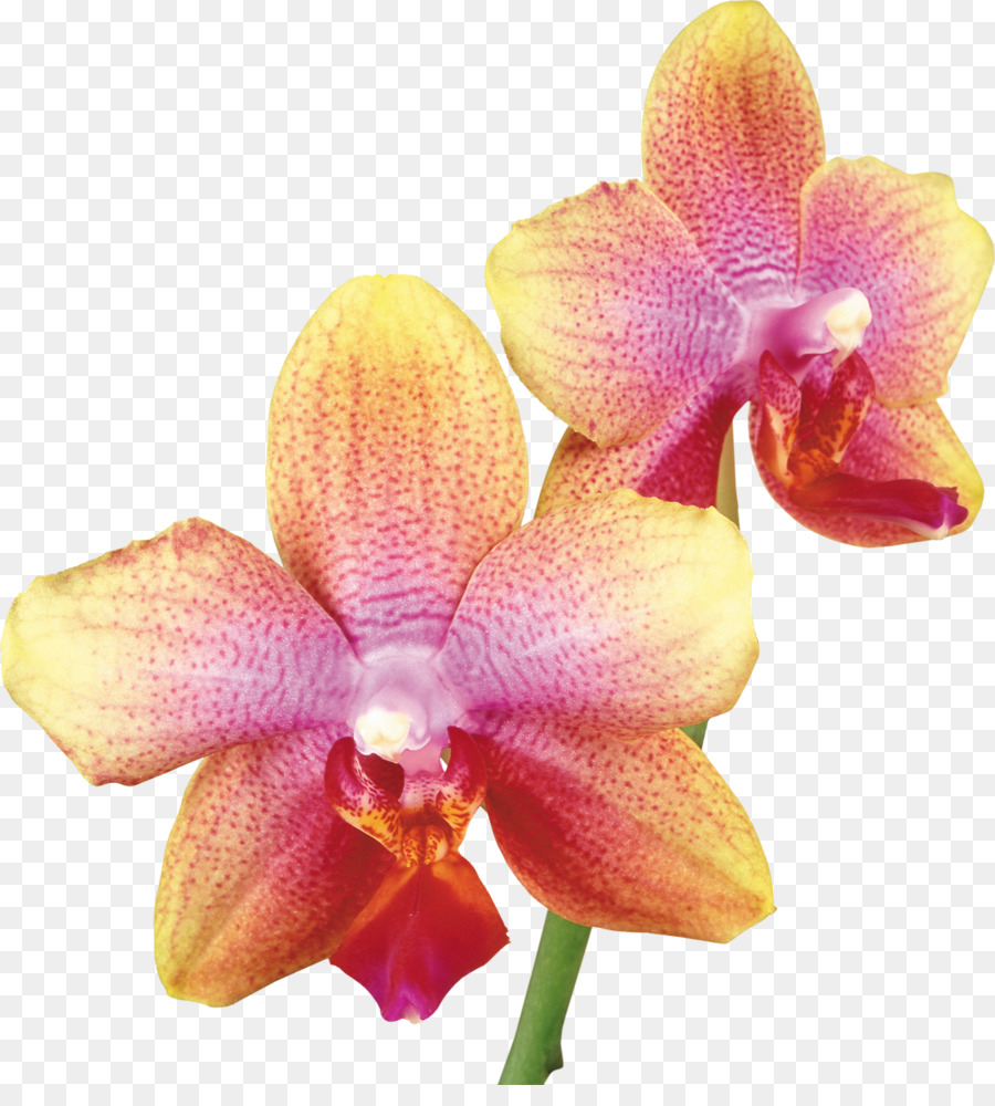 Dendrobium nobile Falena orchidee fotografia di Stock, Giallo - orchidea