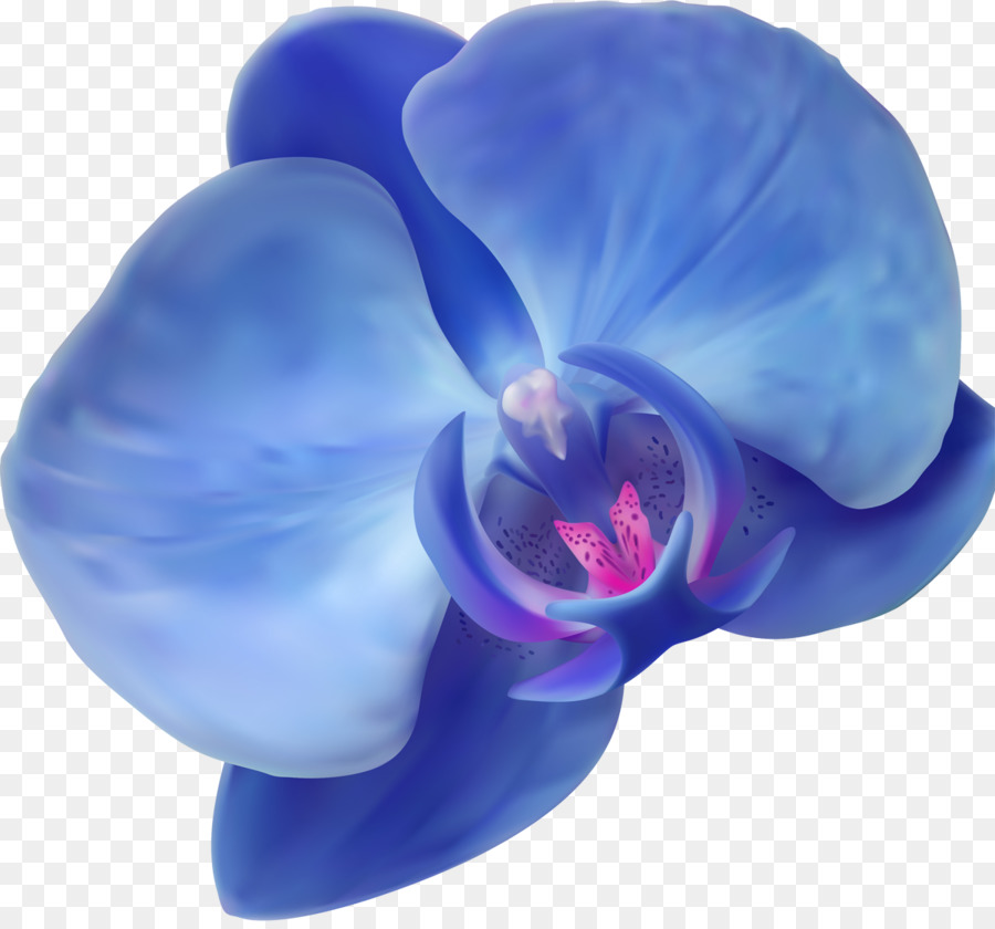 Blaue Orchideen Blühen - Orchidee