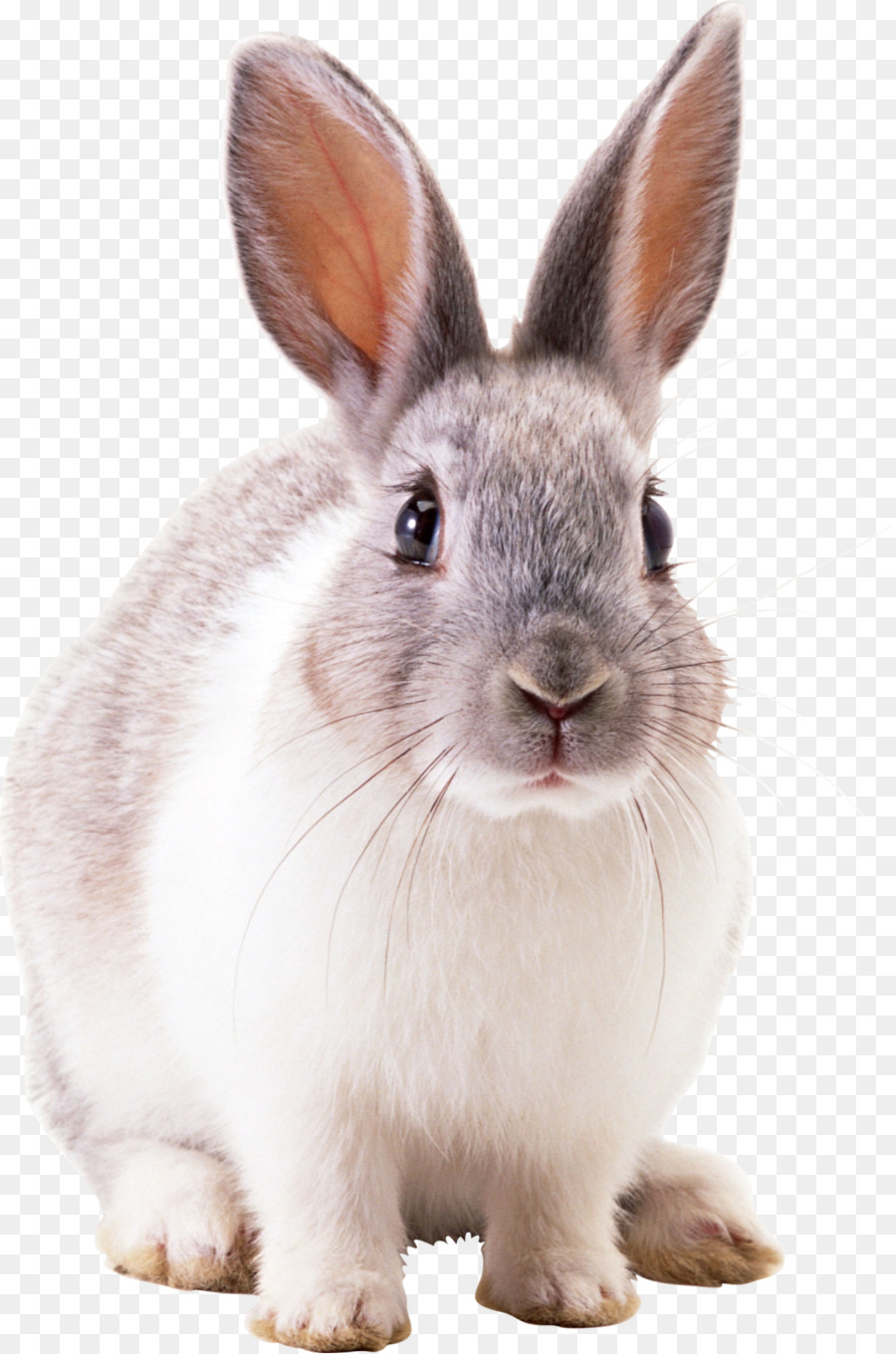 Hase Netherland Zwerg Kaninchen, Cottontail rabbit Inländischen Kaninchen - Peter Rabbit
