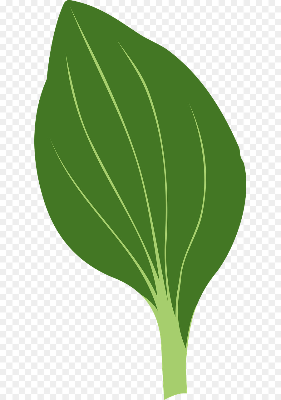 Zeichnung Blatt Clip art - grüne Blätter