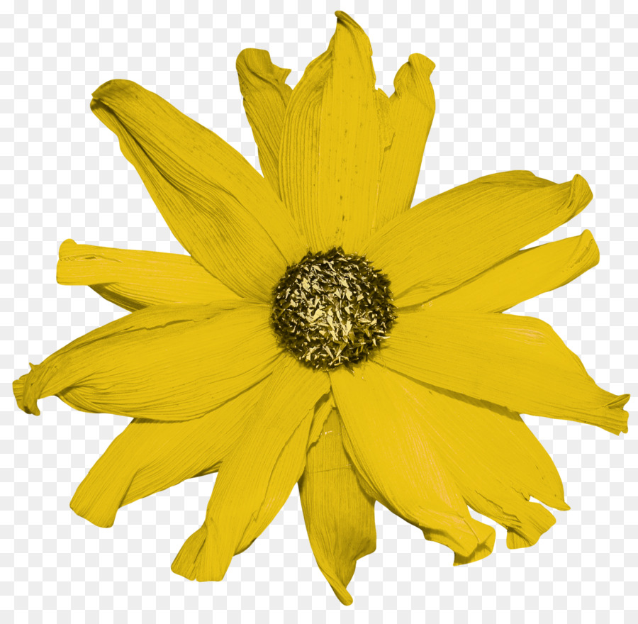 Common sunflower-Gelb, Seiten Weiß - gelb