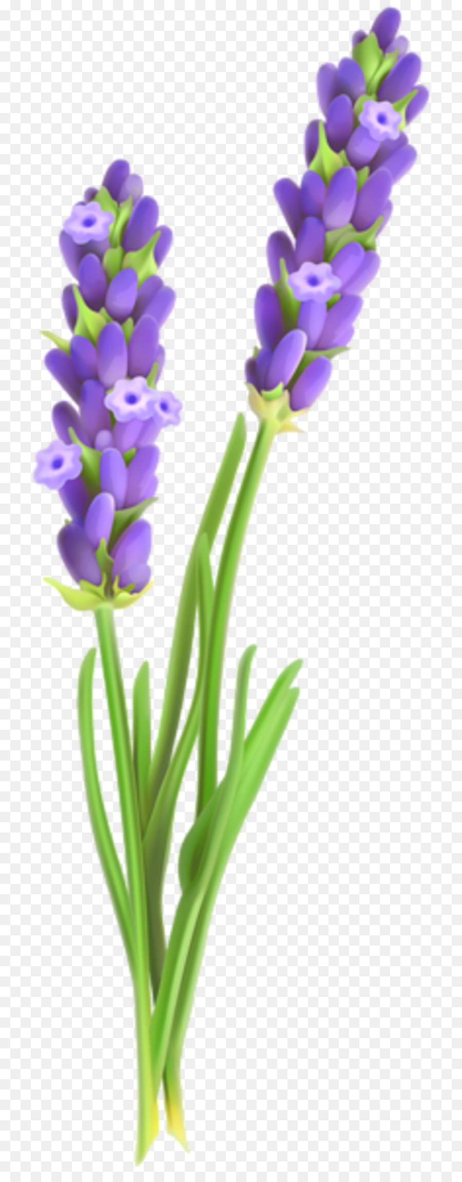 Flowers Clipart Background png download - 800*2285 - Free Transparent  English Lavender png Download. - CleanPNG / KissPNG