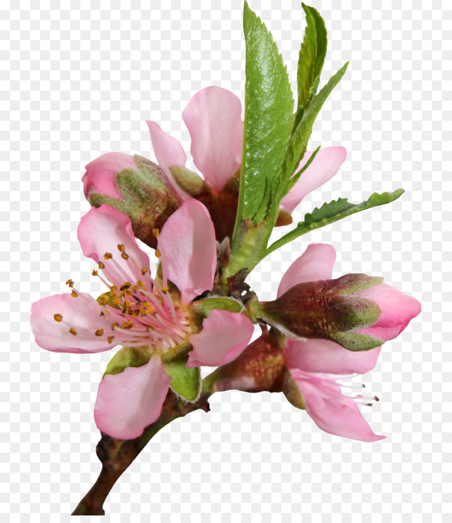 Pfirsich-Kirschblüten-Blumen-clipart - Pfirsich Blume