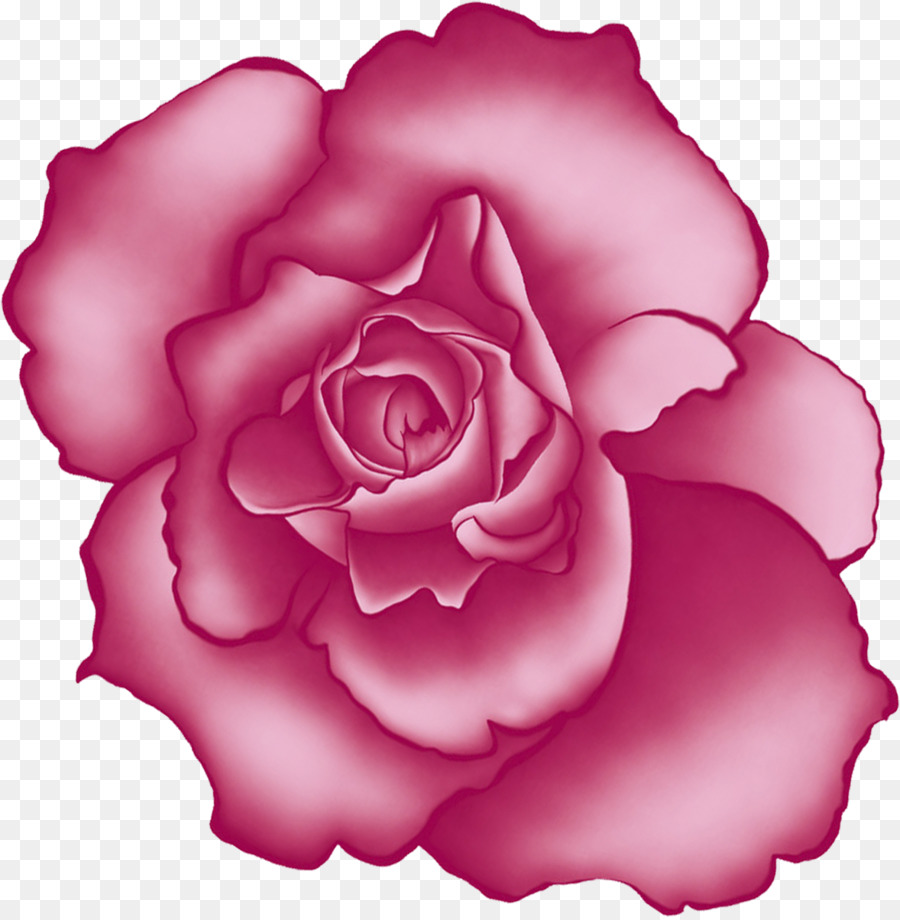 Bãi biển, rose Centifolia hoa hồng Vườn Hoa hồng - hoa hồng màu hồng
