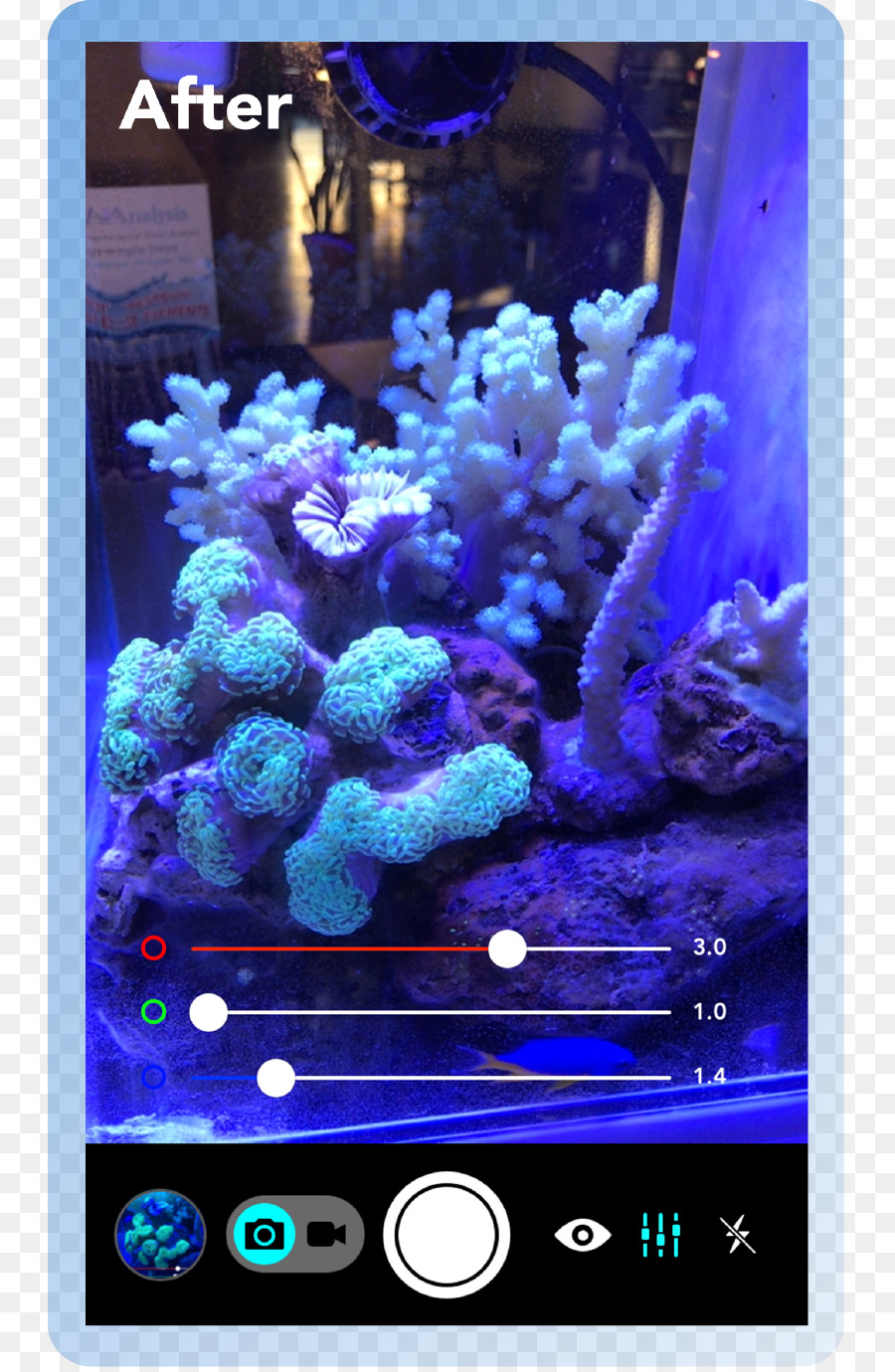 Illuminazione dell'acquario di barriera corallina Attinicità - Acquario