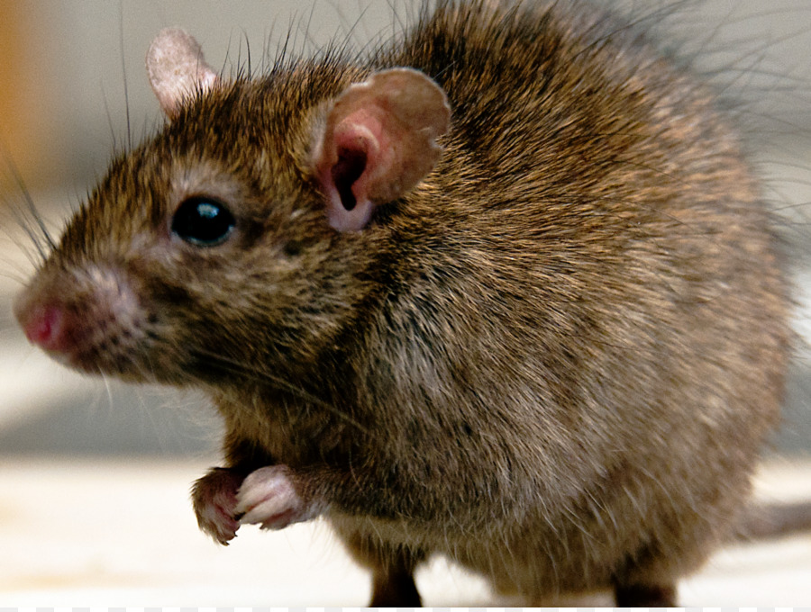Regno unito Marrone ratto, Roditore Mouse trappola per topi - Ratto & Mouse