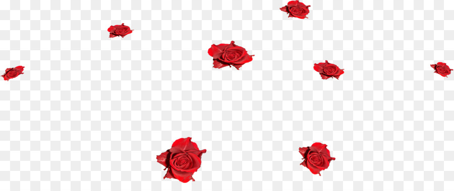 Le rose da giardino Fiore - png