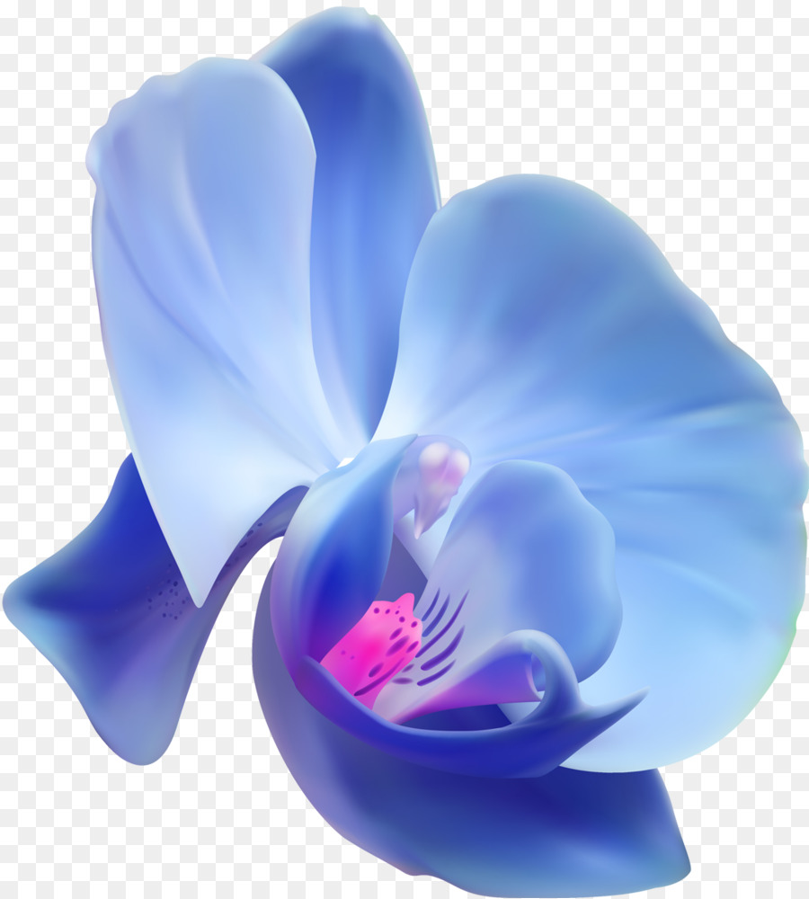 Orchideen Blume clipart - Orchidee