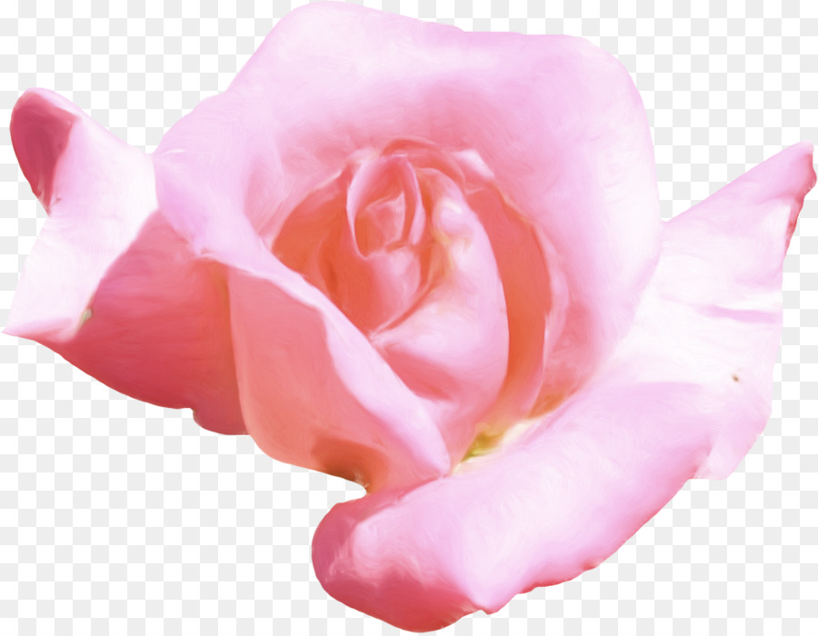 Petalo Clip art - rosa