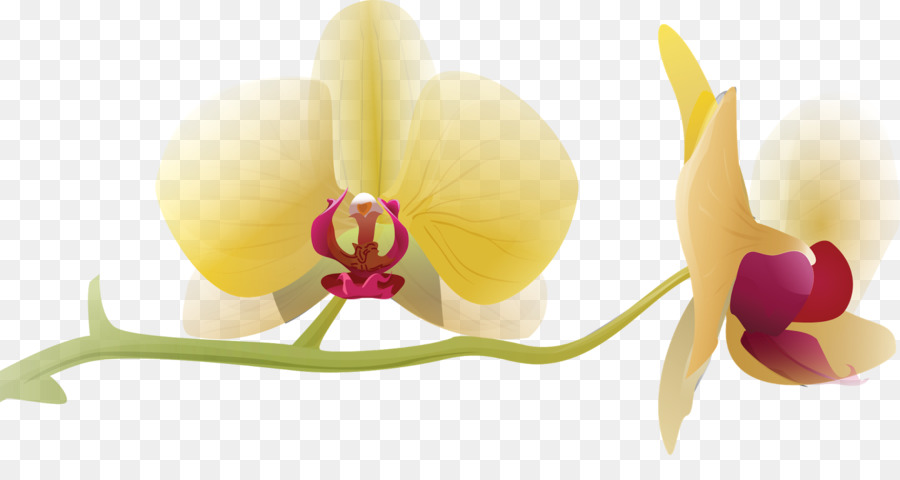 Flower Moth Orchideen Clip art - Orchidee