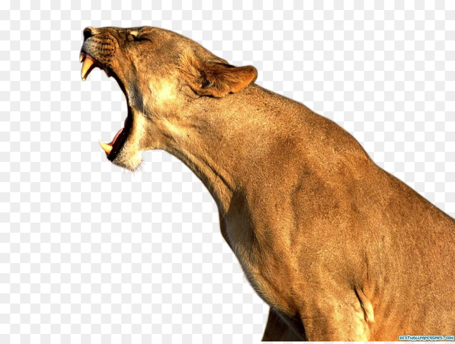 Lionhead Kaninchen Desktop Wallpaper - Tier