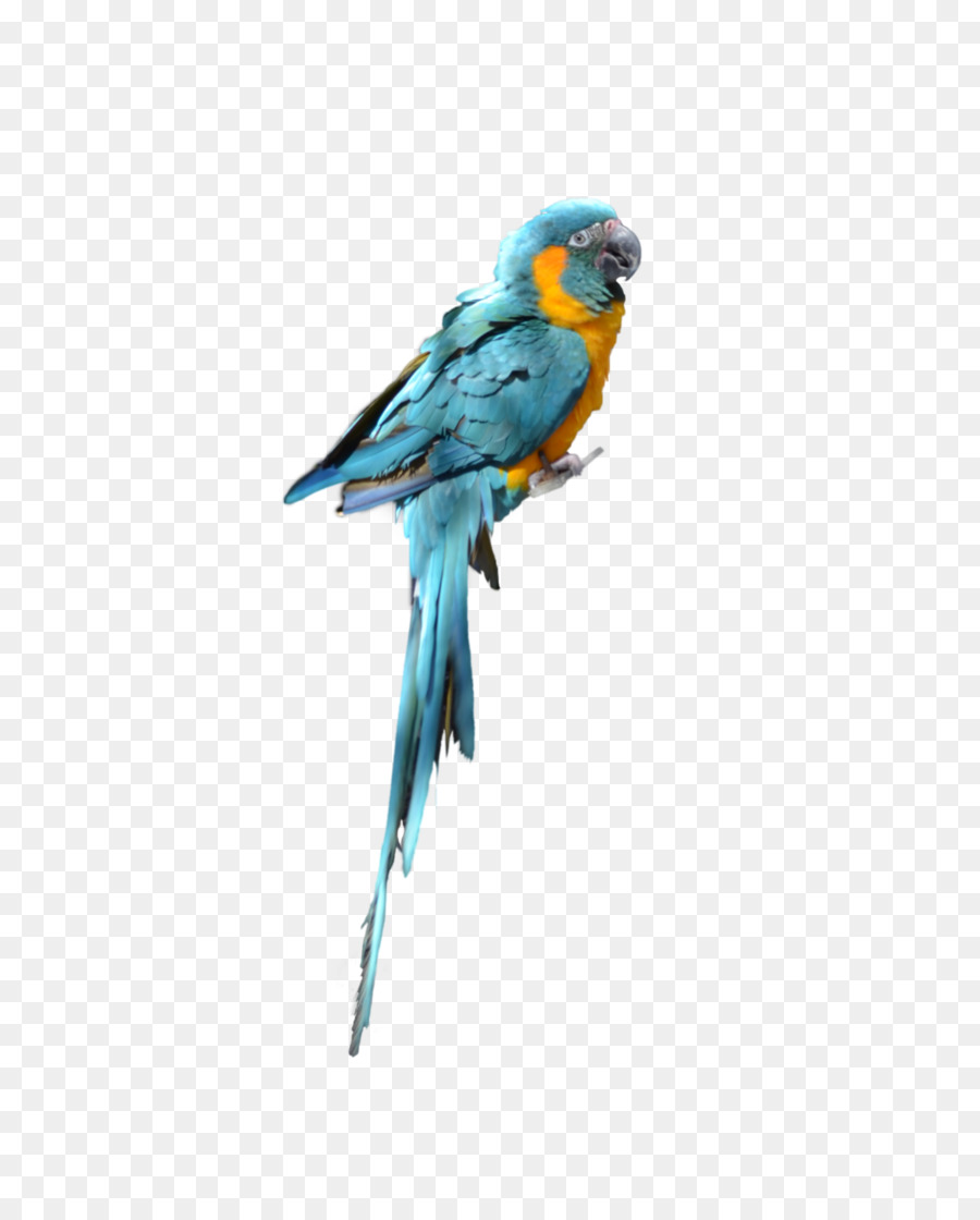 Papagei Vogel Wellensittich Sittich - Papagei