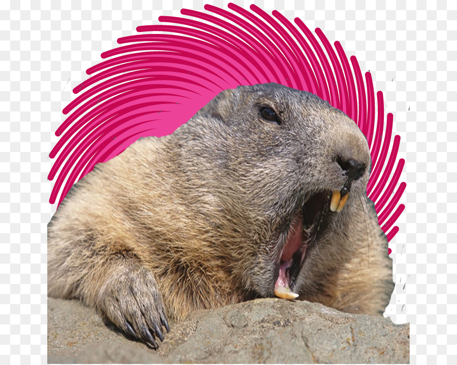 Núi cao loại sóc á Âu beaver chuột chũi loài gặm Nhấm hoa râm loại sóc - hải ly