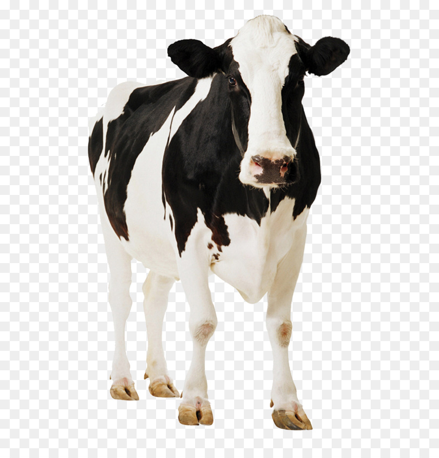 Holstein-Friesian Rinder Gyr-Rinder-Milch-Molkerei-Vieh - Kuh