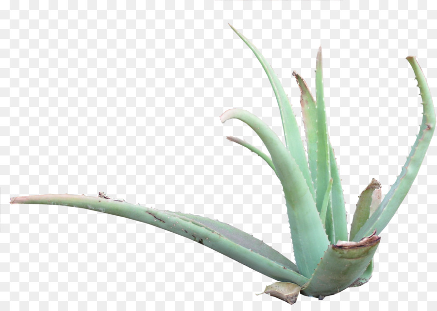 Aloe vera Textur-mapping, 3D-computer-Grafik-Agave Asphodelaceae - Aloe