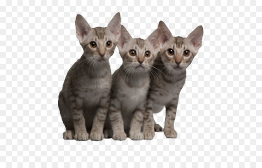 Ocicat Kätzchen Tabby-Katze - Katzen