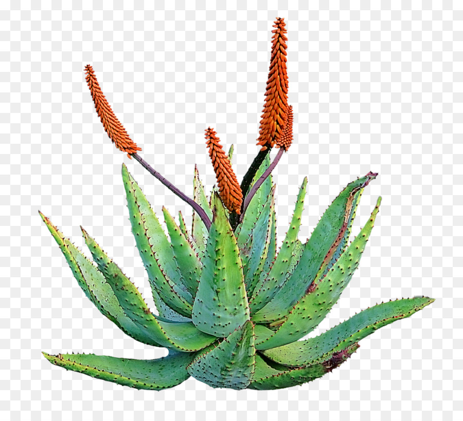 Succo di Aloe vera integratore Alimentare di piante Succulente - aloe