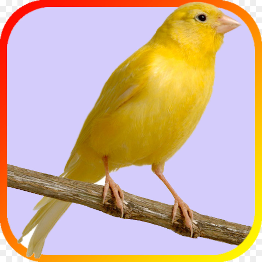 Interni canarie Stati Uniti Uccello Finch Pet - gabbia per uccelli