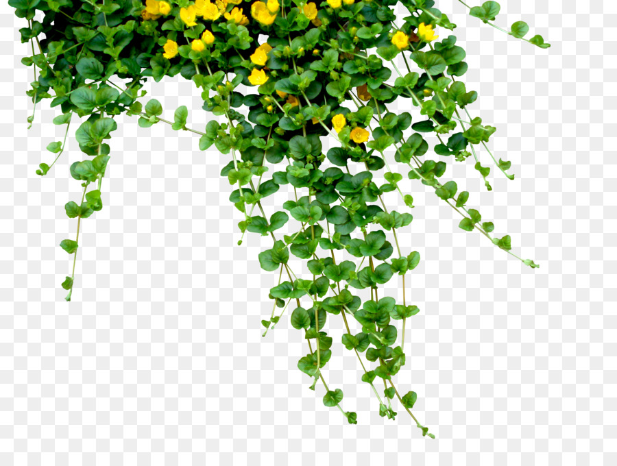 Pflanze Blume clipart - Girlande