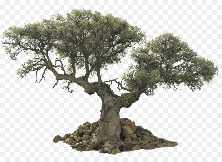 Baum Immergrünen Oliven-Desktop-Wallpaper - Bäume