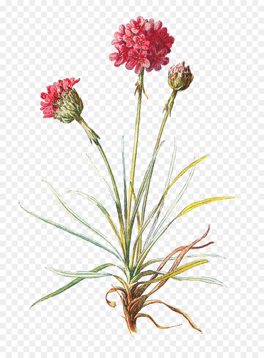 Drawing Of Family Png Download 1195 1600 Free Transparent Wildflower Png Download Cleanpng Kisspng