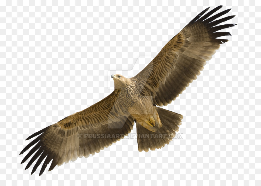 Orientale Aquila Imperiale aquila reale, Uccello, il capovaccaio, l'aquila imperiale spagnola - aquila