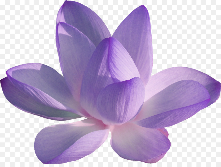 Blütenfarbe Fundal Clip-art - andere
