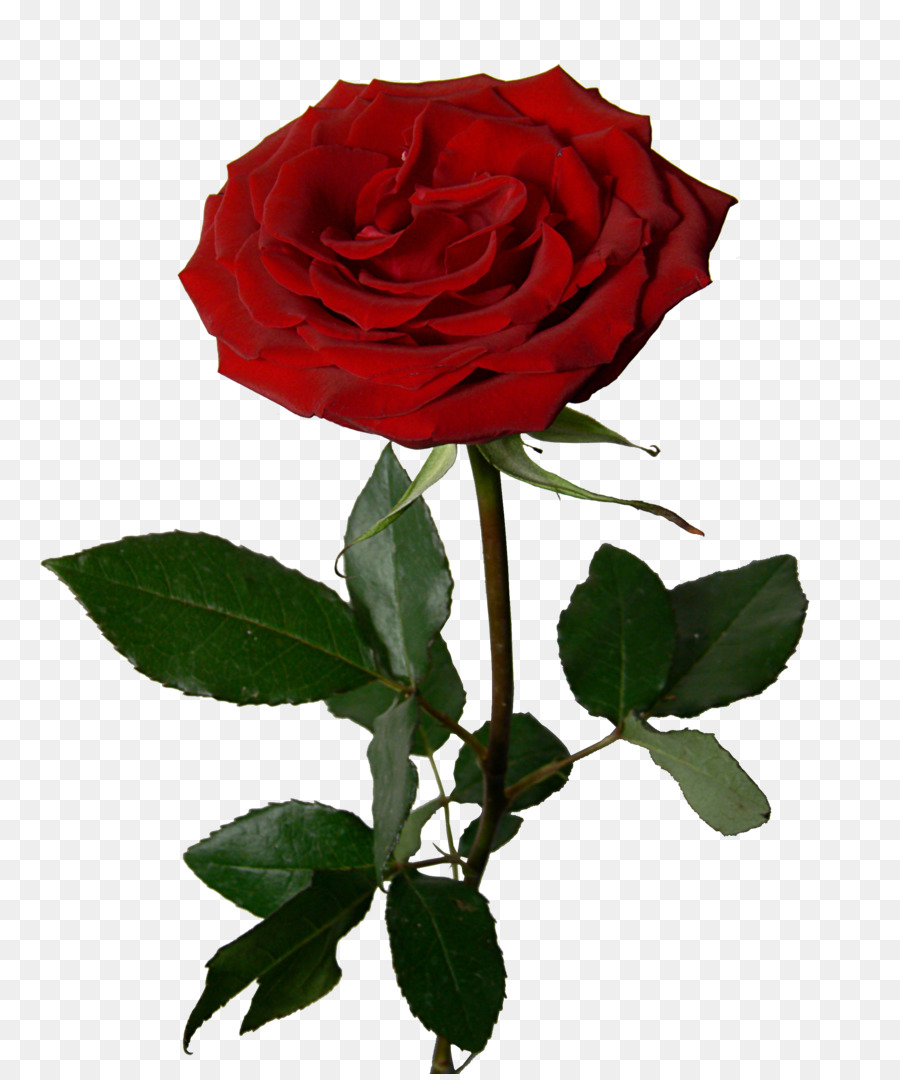 Giardino Di Rose Bouquet Di Fiori Clip Art Rosa Vettoriale Scaricare Png Disegno Png Trasparente Petalo Png Scaricare