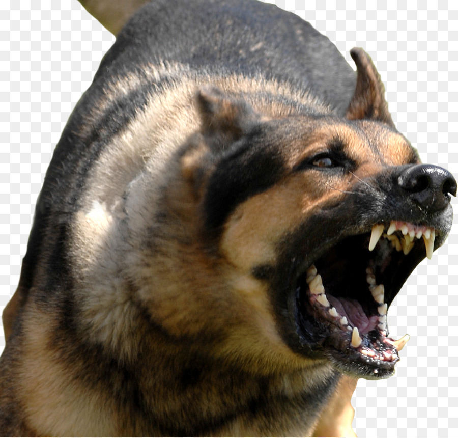 Bully Kutta del morso di Cane addestramento del Cane da Guardia cane al Guinzaglio - altri